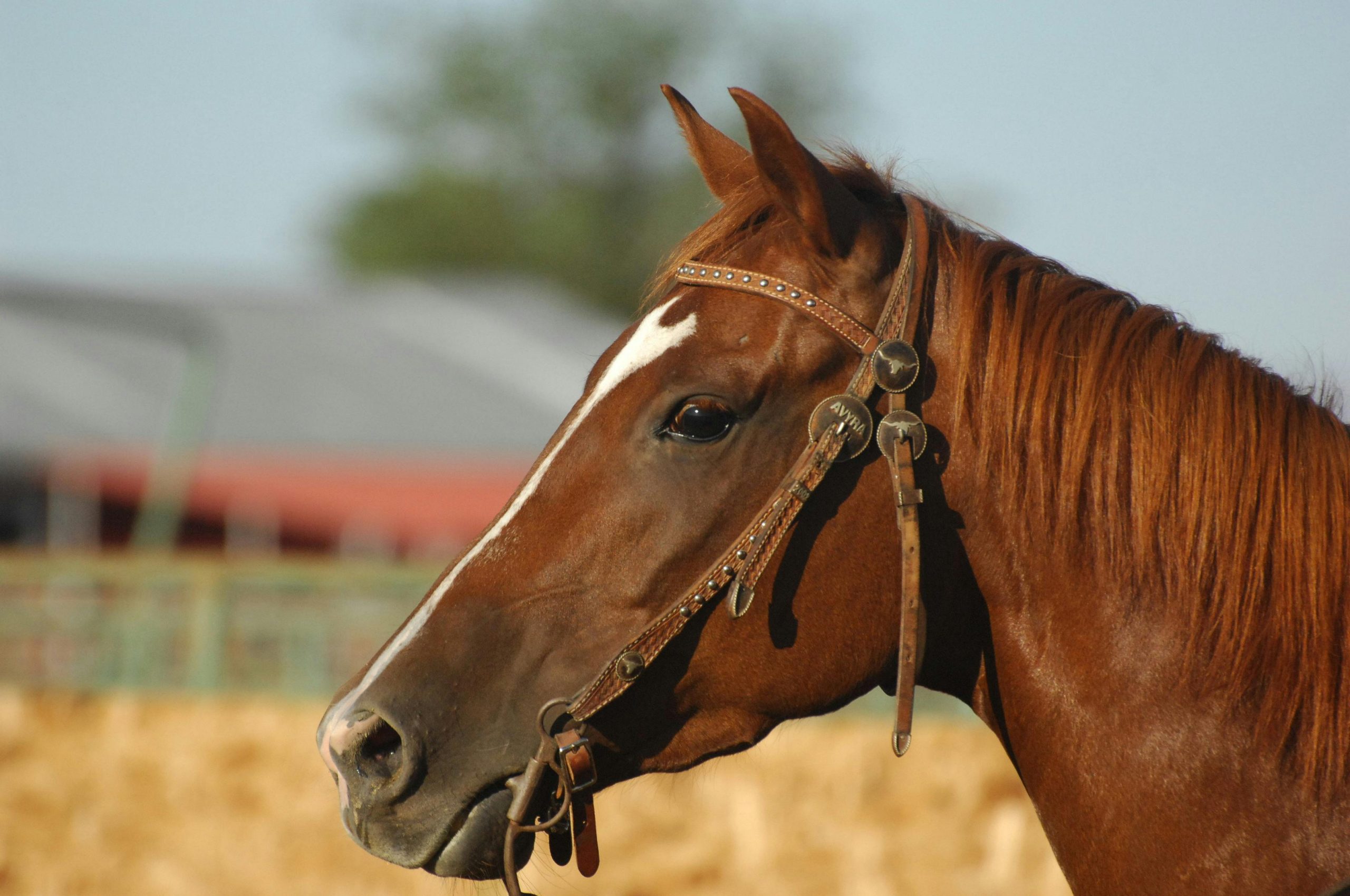 Horses