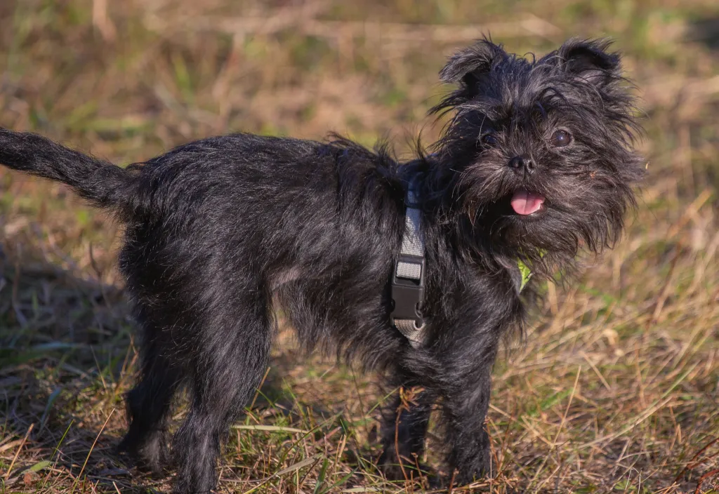 Affenpinscher